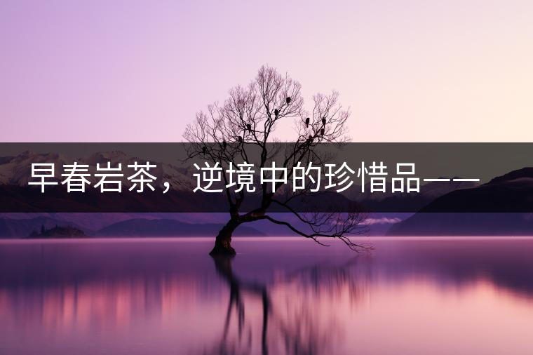 早春巖茶，逆境中的珍惜品——“邦東古樹茶”隆重上市