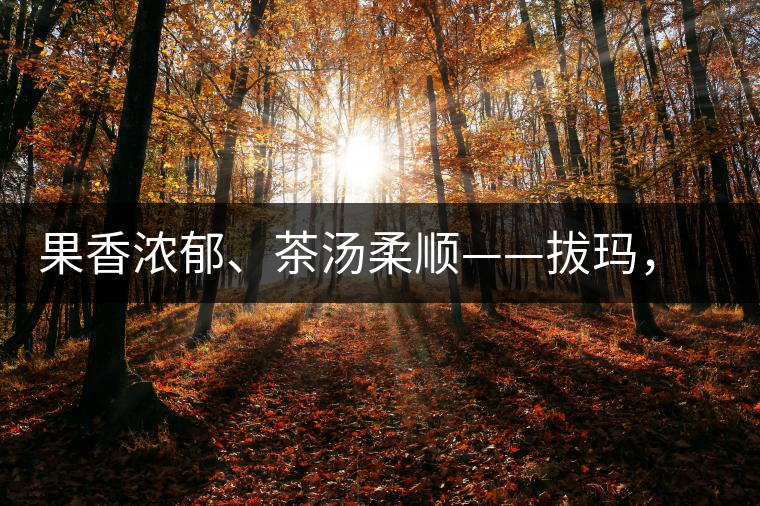 果香濃郁、茶湯柔順——拔瑪，南糯山最好的茶