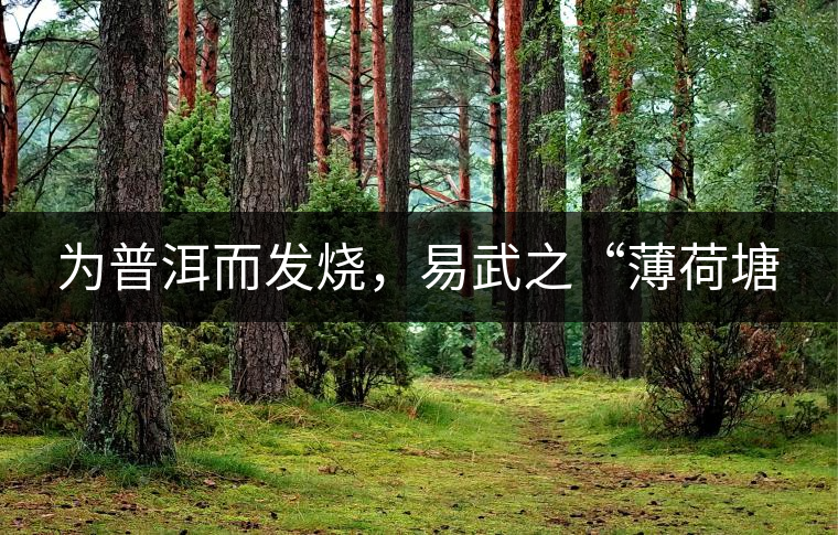 為普洱而發(fā)燒，易武之“薄荷塘