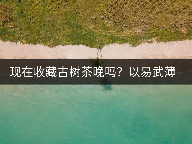 現(xiàn)在收藏古樹茶晚嗎？以易武薄荷塘古樹茶為例