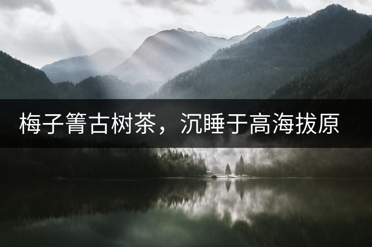 梅子箐古樹(shù)茶，沉睡于高海拔原生態(tài)的冰甜美人