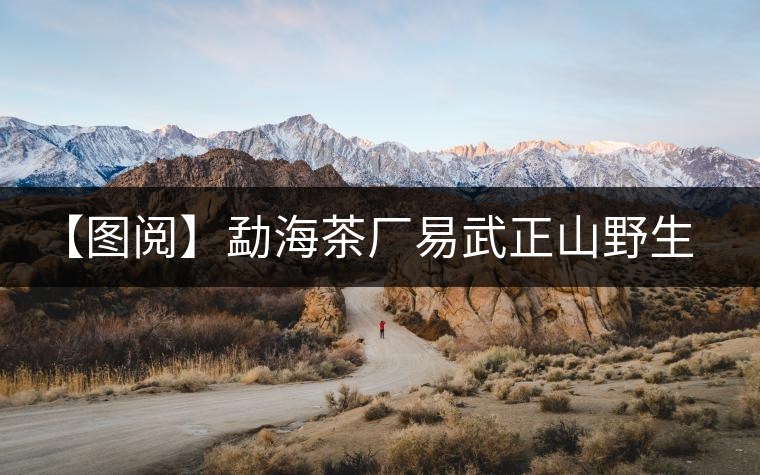 【圖閱】勐海茶廠(chǎng)易武正山野生茶開(kāi)湯