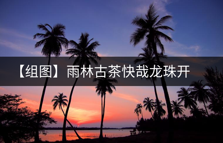 【組圖】雨林古茶快哉龍珠開(kāi)湯