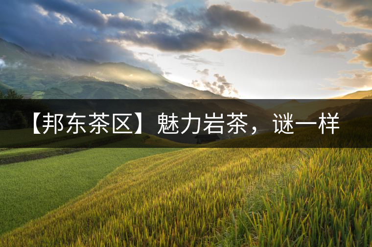 【邦東茶區(qū)】魅力巖茶，謎一樣的邦東！