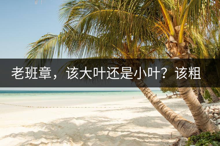 老班章，該大葉還是小葉？該粗老還是細(xì)嫩？