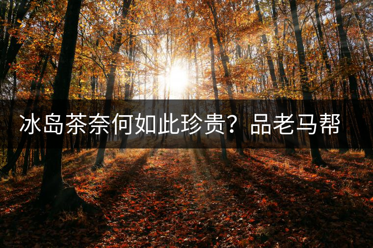 冰島茶奈何如此珍貴？品老馬幫之“冰島老寨”，答案在這里！