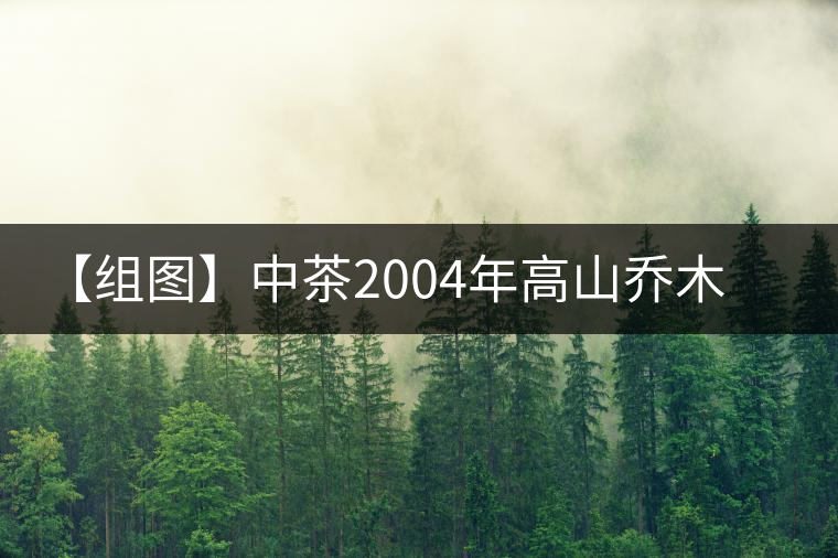 【組圖】中茶2004年高山喬木雨前茶開(kāi)湯