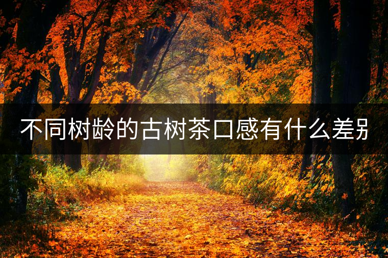 不同樹齡的古樹茶口感有什么差別？