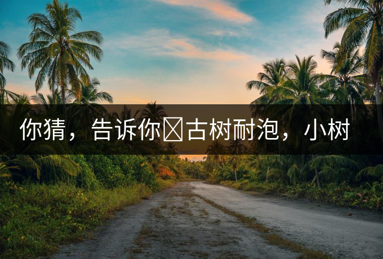 你猜，告訴你?古樹耐泡，小樹、臺地不耐泡都是什么心理？