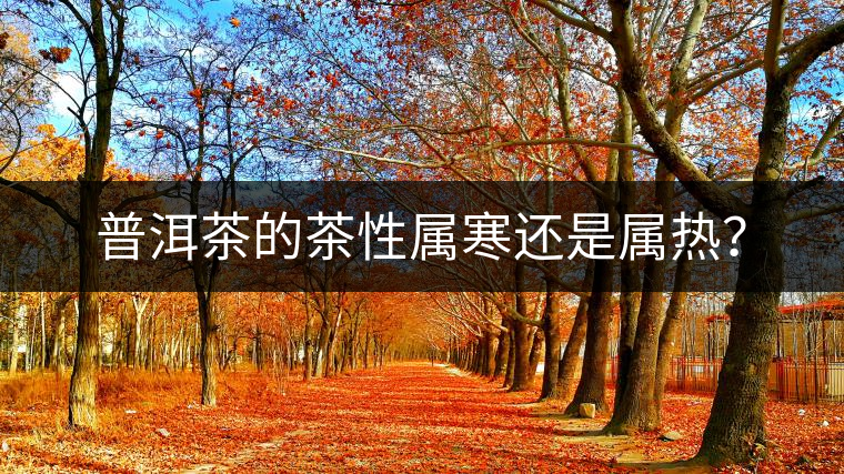 普洱茶的茶性屬寒還是屬熱？