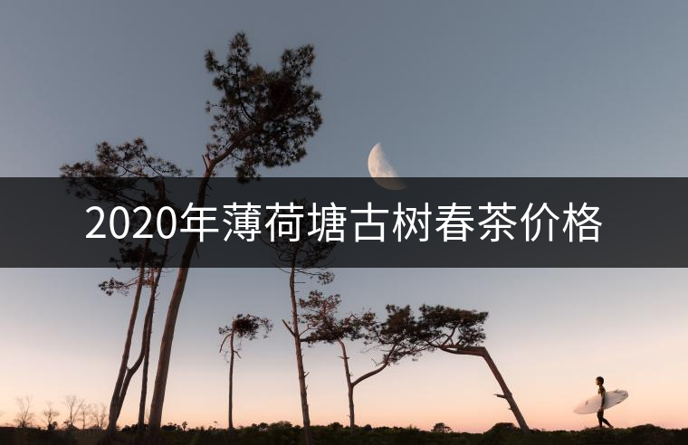 2020年薄荷塘古樹春茶價格 2020年薄荷塘古樹春茶價格