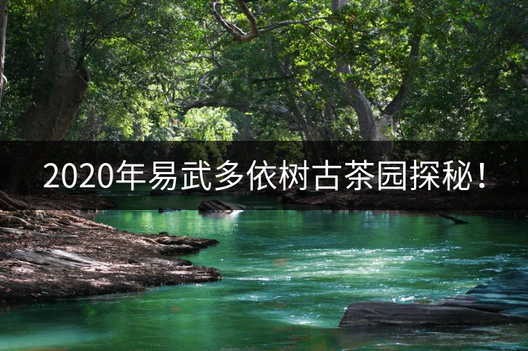 2020年易武多依樹古茶園探秘！