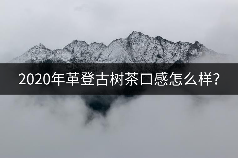 2020年革登古樹茶口感怎么樣？