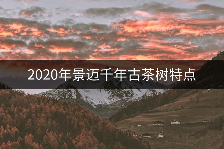 2020年景邁千年古茶樹特點 2020年景邁千年古茶樹特點