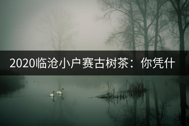 2020臨滄小戶(hù)賽古樹(shù)茶：你憑什么當(dāng)冰島賣(mài)？