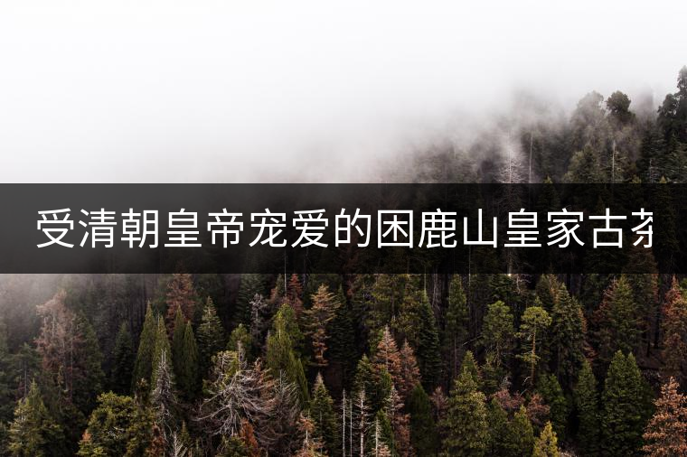 受清朝皇帝寵愛的困鹿山皇家古茶園2020年春茶價格特點