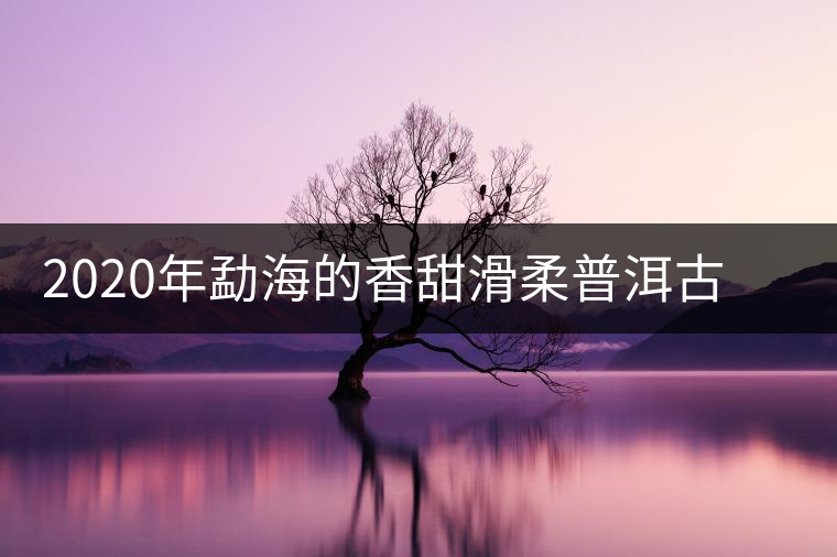 2020年勐海的香甜滑柔普洱古樹帕沙古樹春茶