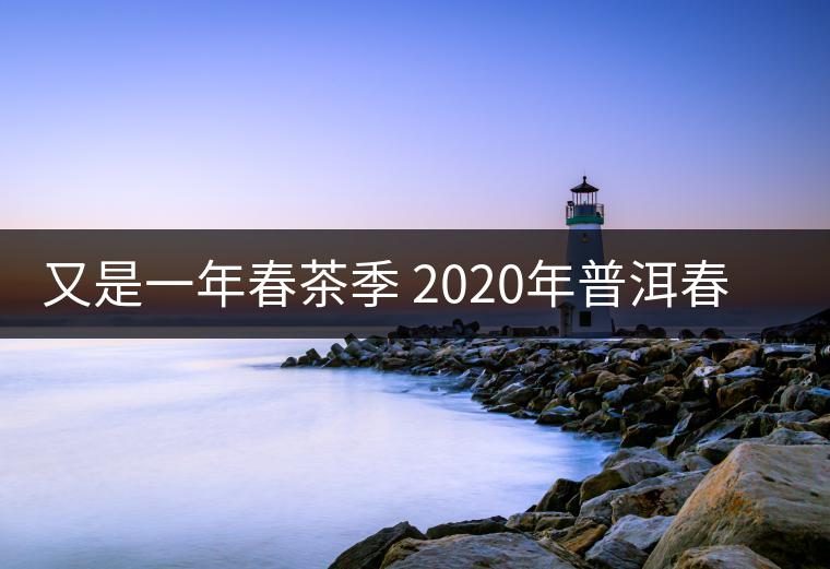 又是一年春茶季 2020年普洱春茶介紹
