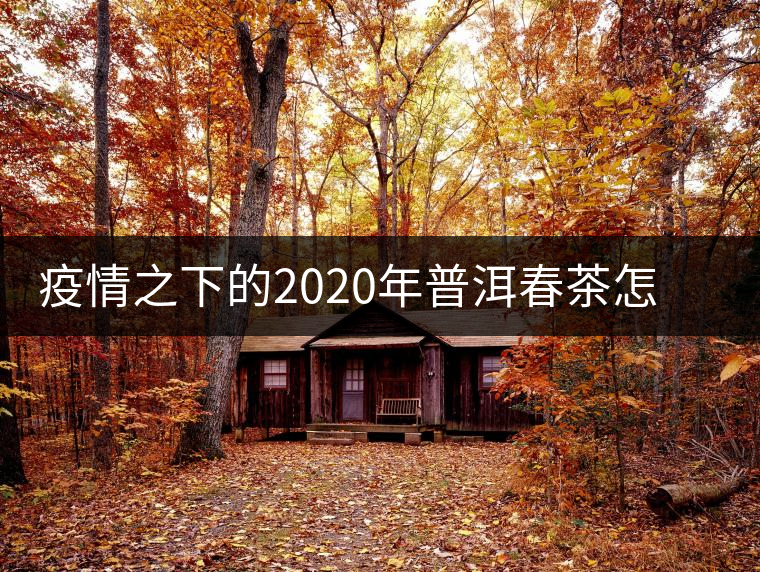 疫情之下的2020年普洱春茶怎么辦？春天會遲到，但一定會來