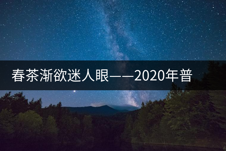 春茶漸欲迷人眼——2020年普洱春茶上市，可別買假了
