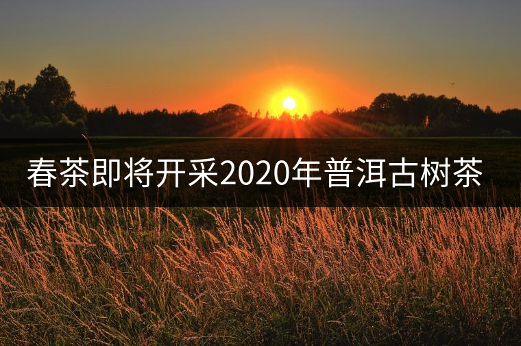 春茶即將開采2020年普洱古樹茶資源奉獻(xiàn) 春茶即將開采2020年普洱古樹茶資源奉獻(xiàn)