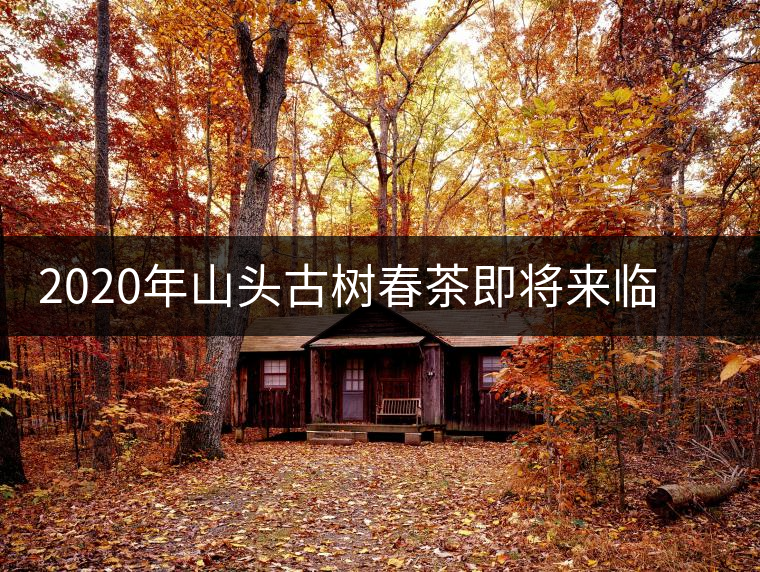 2020年山頭古樹春茶即將來臨，開啟山頭茶的既然是它