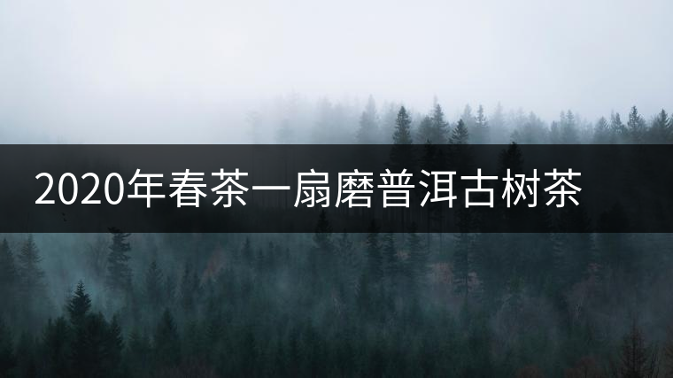 2020年春茶一扇磨普洱古樹茶價格是多少錢一斤