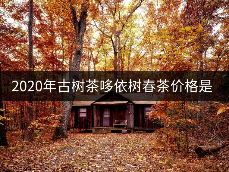 2020年古樹茶哆依樹春茶價格是多少？