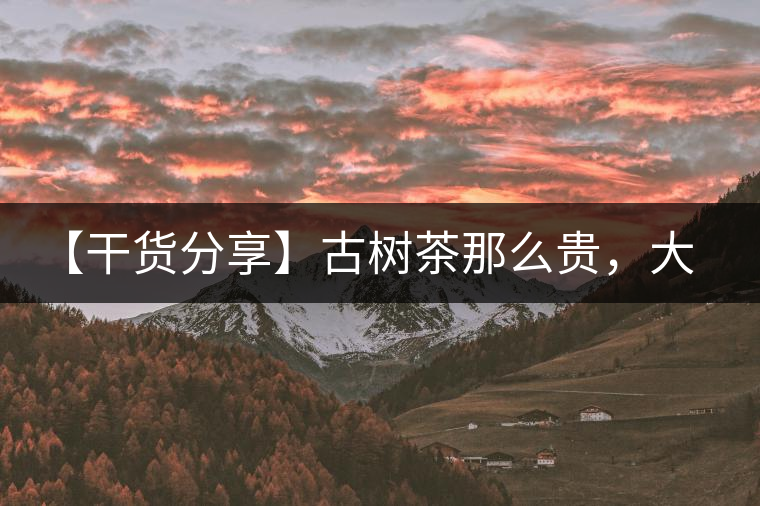 【干貨分享】古樹茶那么貴，大家為什么還在瘋狂追求？