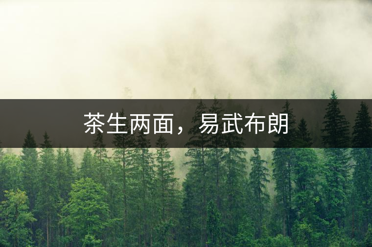 茶生兩面，易武布朗