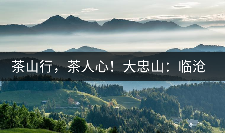 茶山行，茶人心！大忠山：臨滄之龍，雪山之熊
