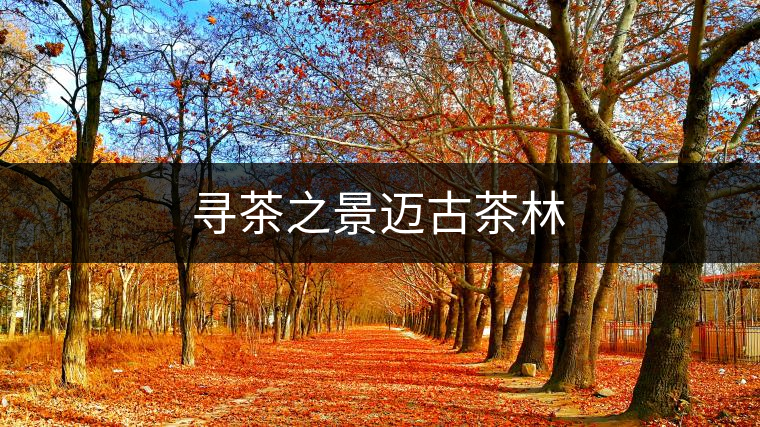 尋茶之景邁古茶林