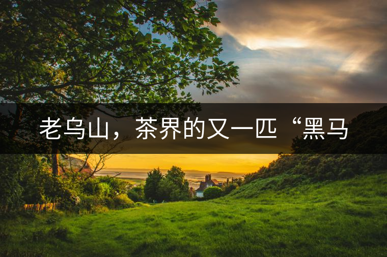 老烏山，茶界的又一匹“黑馬