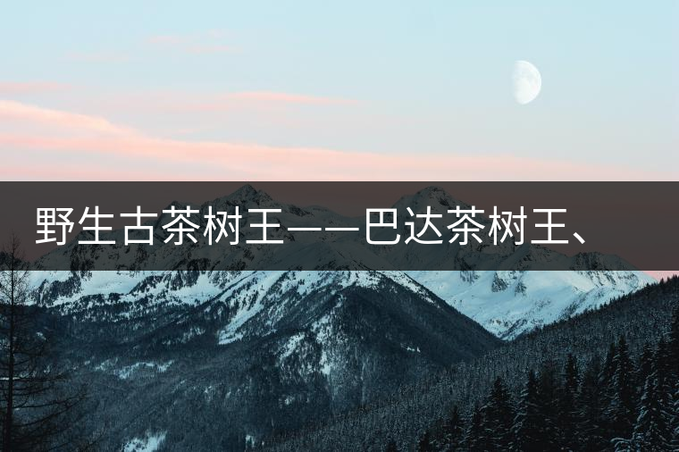 野生古茶樹王——巴達(dá)茶樹王、千家寨茶樹王及錦繡茶祖