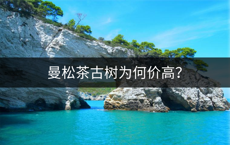 曼松茶古樹為何價高？