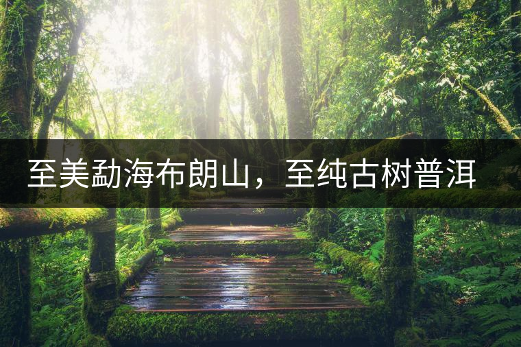 至美勐海布朗山，至純古樹(shù)普洱茶