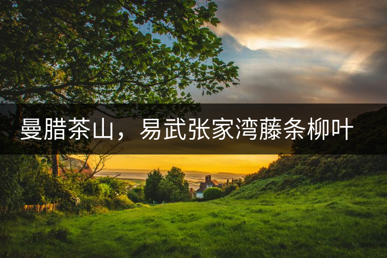 曼臘茶山，易武張家灣藤條柳葉茶介紹