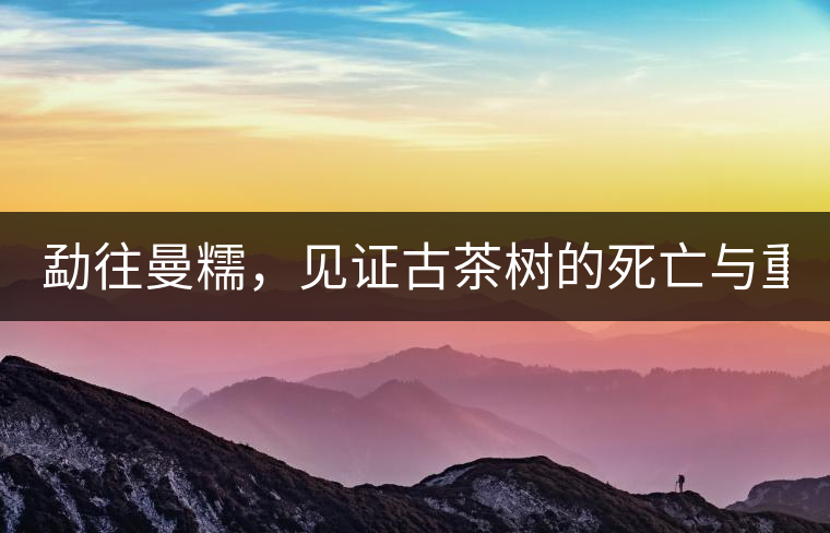 勐往曼糯，見(jiàn)證古茶樹(shù)的死亡與重生（上）