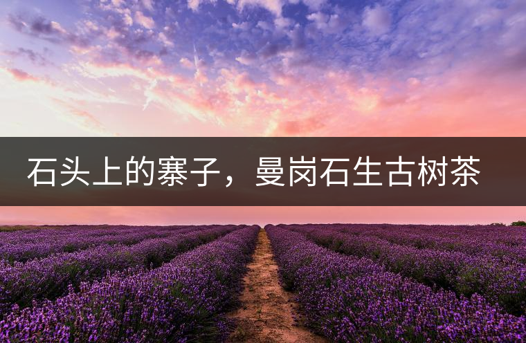 石頭上的寨子，曼崗石生古樹茶特點介紹