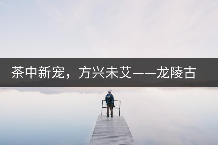 茶中新寵，方興未艾——龍陵古樹茶介紹