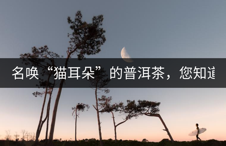 名喚“貓耳朵”的普洱茶，您知道嗎、