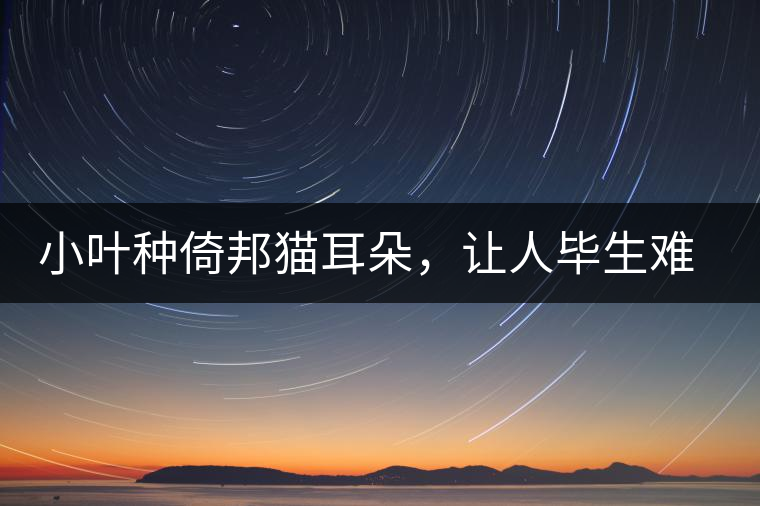 小葉種倚邦貓耳朵，讓人畢生難忘的茶香