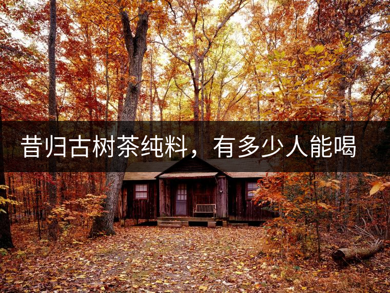 昔歸古樹茶純料，有多少人能喝到真品