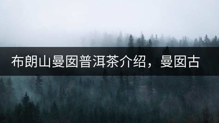 布朗山曼囡普洱茶介紹，曼囡古樹茶口感特點(diǎn)