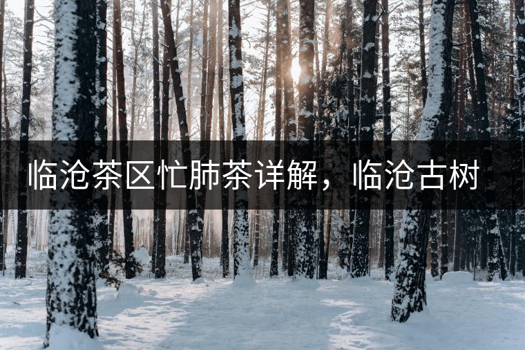 臨滄茶區(qū)忙肺茶詳解，臨滄古樹茶口感特點(diǎn)