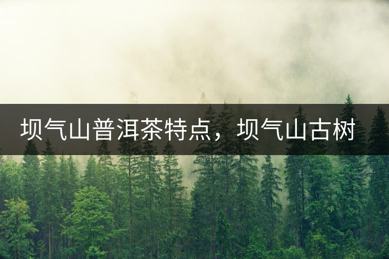 壩氣山普洱茶特點，壩氣山古樹茶介紹