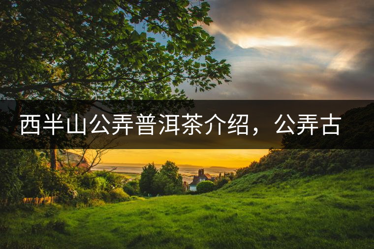 西半山公弄普洱茶介紹，公弄古樹茶口感特點(diǎn)