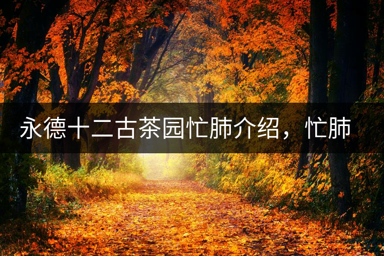 永德十二古茶園忙肺介紹，忙肺茶特點(diǎn)