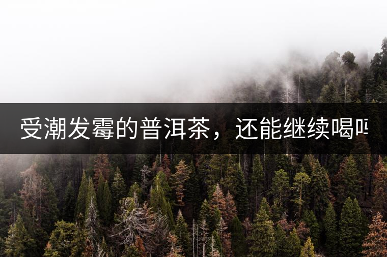 受潮發(fā)霉的普洱茶，還能繼續(xù)喝嗎？