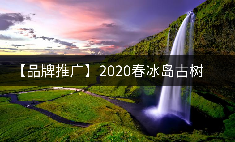 【品牌推廣】2020春冰島古樹普洱茶特級(jí)生茶餅茶葉多規(guī)格久樽正品